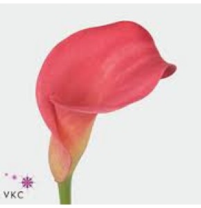 ΚΑΛΛΑ  ΡΟΖ   -CALLA GARNET-GLOW